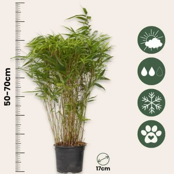 Sort bambus - Sæt med 6 - Fargesia nitida 'Gansu' - Højde 50-70cm - ⌀17cm