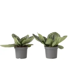 Spiralfrugt - 2 stk - Streptocarpus 'Pretty Turtle' - Højde 25-35cm - ⌀13cm