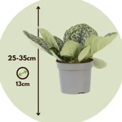 Spiralfrugt - 2 stk - Streptocarpus 'Pretty Turtle' - Højde 25-35cm - ⌀13cm