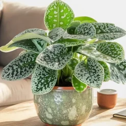 Spiralfrugt - 2 stk - Streptocarpus 'Pretty Turtle' - Højde 25-35cm - ⌀13cm