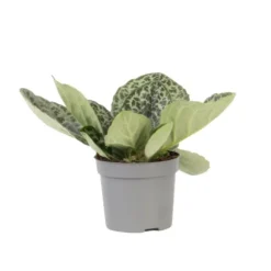 Spiralfrugt - Streptocarpus 'Pretty Turtle' - Højde 25-35cm - ⌀13cm