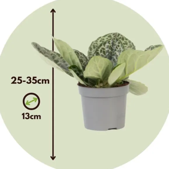 Spiralfrugt - Streptocarpus 'Pretty Turtle' - Højde 25-35cm - ⌀13cm