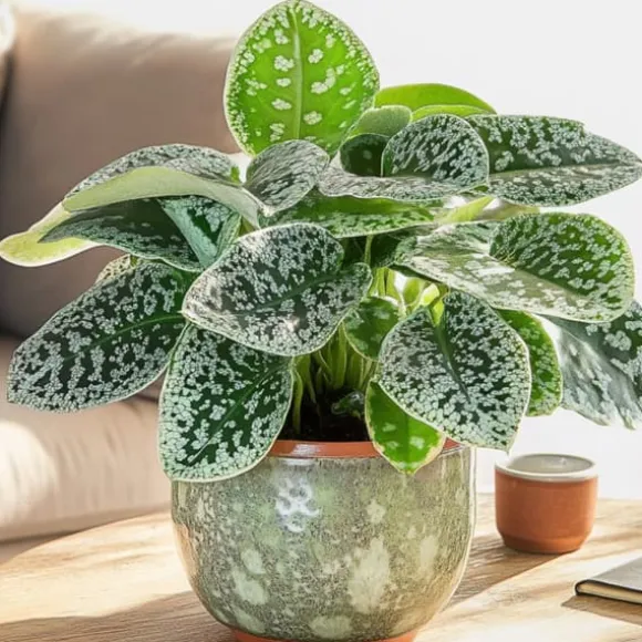 Spiralfrugt - Streptocarpus 'Pretty Turtle' - Højde 25-35cm - ⌀13cm