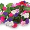 Sæt med 3 produkter. Click & Grow Smart Garden refill Busy Lizzie 3stk