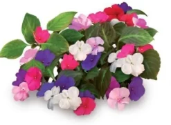 Sæt med 3 produkter. Click & Grow Smart Garden refill Busy Lizzie 3stk