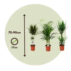 Sæt med store indendørs palmer - Sæt med 3 - Højde 70-90cm - ⌀17cm