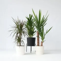 Sæt med store indendørs palmer - Sæt med 3 - Højde 70-90cm - ⌀17cm