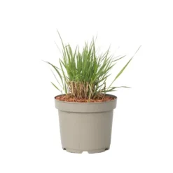 Staudehirse - Panicum virgatum 'Heavy Metal' - Højde 40-60cm - ⌀23cm