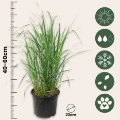 Staudehirse - Panicum virgatum 'Heavy Metal' - Højde 40-60cm - ⌀23cm