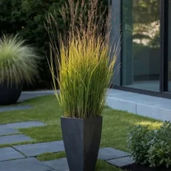 Staudehirse - Panicum virgatum 'Heavy Metal' - Højde 40-60cm - ⌀23cm