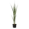 Staudehirse - Panicum virgatum 'Northwind' - Højde 40-60cm - ⌀23cm
