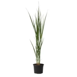 Staudehirse - Panicum virgatum 'Northwind' - Højde 40-60cm - ⌀23cm