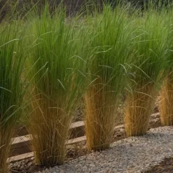 Staudehirse - Panicum virgatum 'Northwind' - Højde 40-60cm - ⌀23cm