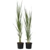 Staudehirse - Sæt med 2 - Panicum virgatum 'Northwind' - Højde 40-60cm - ⌀23cm