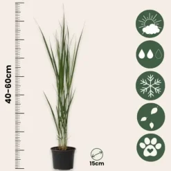 Staudehirse - Sæt med 2 - Panicum virgatum 'Northwind' - Højde 40-60cm - ⌀23cm