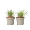 Staudehirse - Sæt med 2 - Panicum 'Heavy Metal' - Højde 40-60cm - ⌀23cm