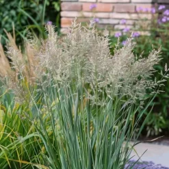 Staudehirse - Sæt med 2 - Panicum 'Heavy Metal' - Højde 40-60cm - ⌀23cm