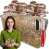 Østershattemyceliumballe 15 kg hjemmedyrkning hurtig høst + gratis