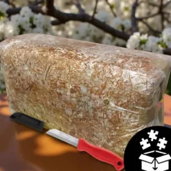 Østershattemyceliumballe 15 kg hjemmedyrkning hurtig høst + gratis