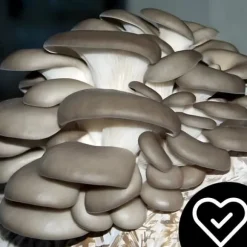 Østershattemyceliumballe 15 kg hjemmedyrkning hurtig høst + gratis