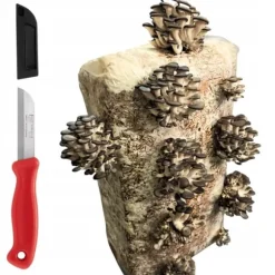 Østershattemyceliumballe 15 kg hjemmedyrkning hurtig høst + gratis