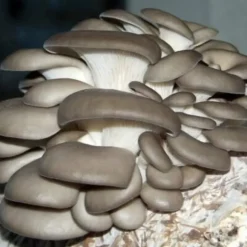Østershattemyceliumballe 15 kg hjemmedyrkning hurtig høst + gratis