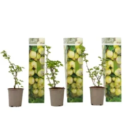 Stikkelsbær - 3 stk - Ribes uva- crispa - Højde 25-40cm - ⌀9cm