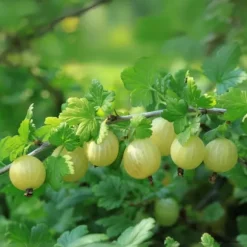 Stikkelsbær - 3 stk - Ribes uva- crispa - Højde 25-40cm - ⌀9cm