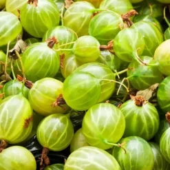 Stikkelsbær - 3 stk - Ribes uva- crispa - Højde 25-40cm - ⌀9cm