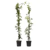 Stjernejasmin - Sæt 2 - Trachelospermum jasminoides - Højde 110-120cm - ⌀17cm