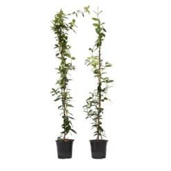 Stjernejasmin - Sæt 2 - Trachelospermum jasminoides - Højde 110-120cm - ⌀17cm