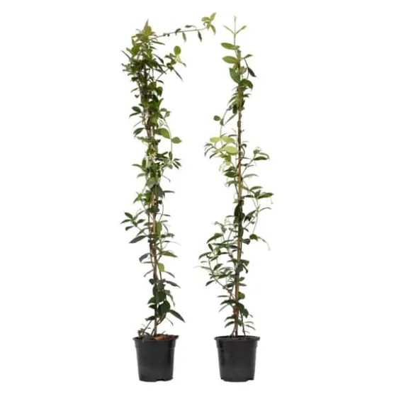 Stjernejasmin - Sæt 2 - Trachelospermum jasminoides - Højde 110-120cm - ⌀17cm