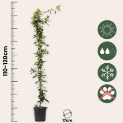 Stjernejasmin - Sæt 2 - Trachelospermum jasminoides - Højde 110-120cm - ⌀17cm