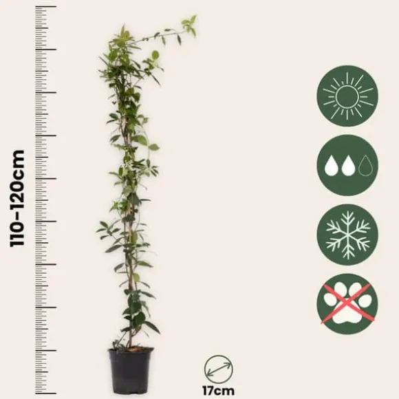 Stjernejasmin - Sæt 2 - Trachelospermum jasminoides - Højde 110-120cm - ⌀17cm