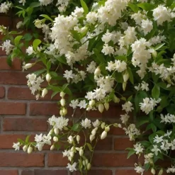 Stjernejasmin - Sæt 2 - Trachelospermum jasminoides - Højde 110-120cm - ⌀17cm