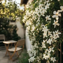 Stjernejasmin - Sæt 2 - Trachelospermum jasminoides - Højde 110-120cm - ⌀17cm