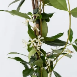 Stjernejasmin - Sæt 2 - Trachelospermum jasminoides - Højde 110-120cm - ⌀17cm