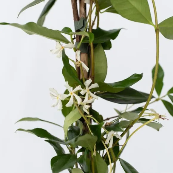 Stjernejasmin - Sæt 2 - Trachelospermum jasminoides - Højde 110-120cm - ⌀17cm