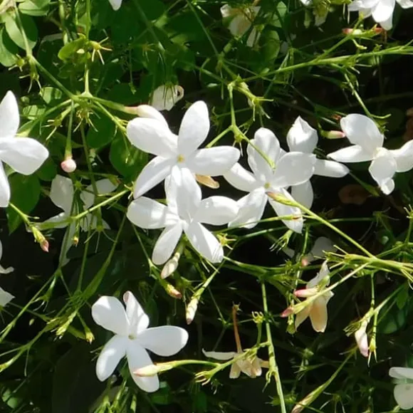 Stjernejasmin - Sæt 2 - Trachelospermum jasminoides - Højde 110-120cm - ⌀17cm