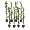Stjernejasmin - Sæt 8 - Trachelospermum jasminoides - Højde 110-120cm - ⌀17cm