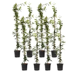 Stjernejasmin - Sæt 8 - Trachelospermum jasminoides - Højde 110-120cm - ⌀17cm