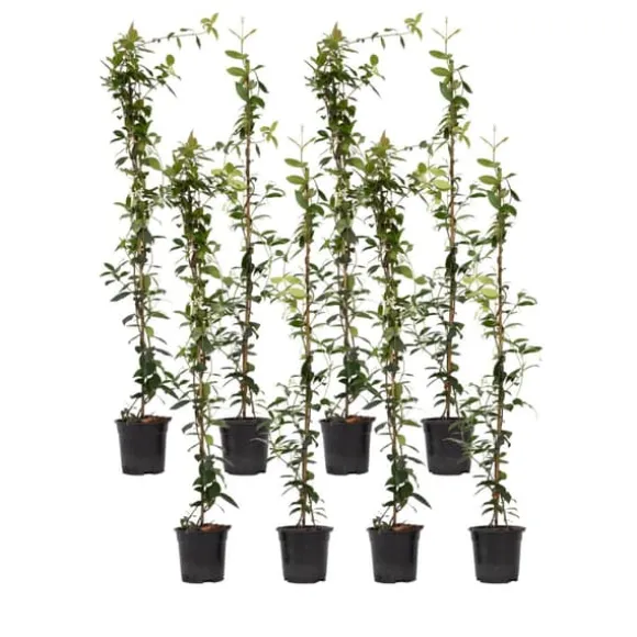 Stjernejasmin - Sæt 8 - Trachelospermum jasminoides - Højde 110-120cm - ⌀17cm