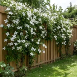 Stjernejasmin - Sæt 8 - Trachelospermum jasminoides - Højde 110-120cm - ⌀17cm