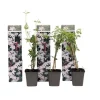 Stjernejasmin - Sæt med 3 - Jasminum 'Officinale' - Højde 25-40cm - ⌀9cm