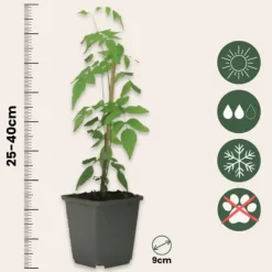 Stjernejasmin - Sæt med 3 - Jasminum 'Officinale' - Højde 25-40cm - ⌀9cm