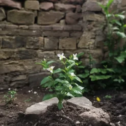 Stjernejasmin - Sæt med 3 - Jasminum 'Officinale' - Højde 25-40cm - ⌀9cm