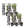 Stjernejasmin - Sæt med 6 - Jasminum 'Officinale' - Højde 25-40cm - ⌀9cm