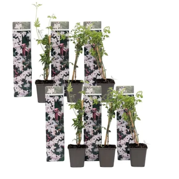 Stjernejasmin - Sæt med 6 - Jasminum 'Officinale' - Højde 25-40cm - ⌀9cm