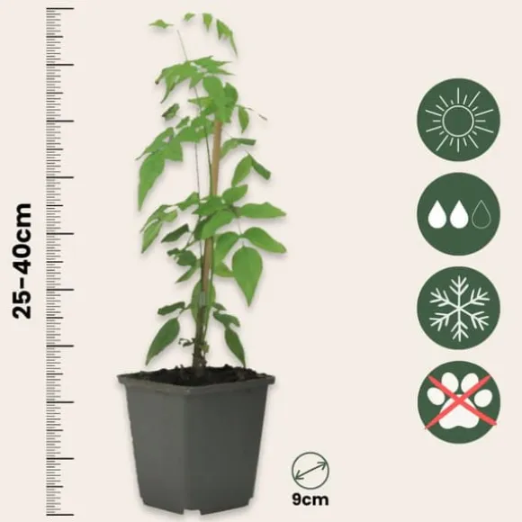 Stjernejasmin - Sæt med 6 - Jasminum 'Officinale' - Højde 25-40cm - ⌀9cm