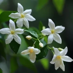 Stjernejasmin - Sæt med 6 - Jasminum 'Officinale' - Højde 25-40cm - ⌀9cm